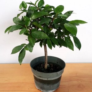 FICUS RETUSA 2